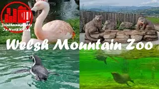 Welsh Mountain Zoo