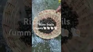River Snails Yummy yummy 🐚🐚🐚👀👀👀
