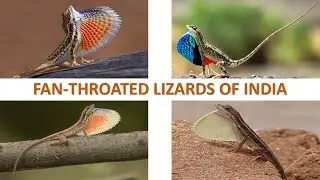 Fan Throated Lizards of India 🇮🇳 | Lizards | Indian Reptiles