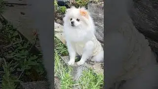 Duffy#besties #pomeranian #puppy short #beautiful dog #cute