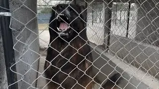 Breeding Our German Shepherd Dogs In Pakistan