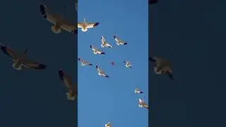 The Ultimate Duck Hunting Challenge#DuckHunting #WaterfowlHunting #DuckHunt. #OutdoorLife #Shotg..
