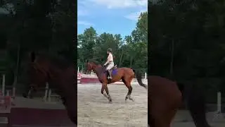 i love him sm #horse #horseriding #equestrian #riding #hopper #overthetop #oldenburg #ink
