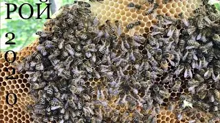25 мая. Первые рои 2020.Очередной рой