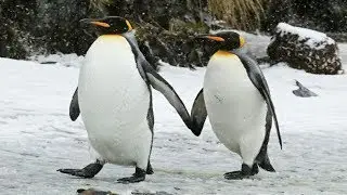 Funny And Cute Penguins |  Penguins Fail Videos Compilation
