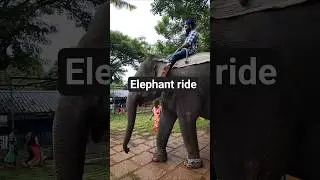 Elephant ride #elephant #kerela #punjab #elephantride #hathiraja #hathi #shorts #viral