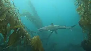 Tope Shark close for one instant far the next!