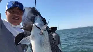Scup fishing, black sea bass fishing in Falmouth, MA (6/7, 2021)