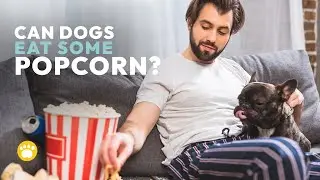 Can Dogs Eat Popcorn? Here's Why