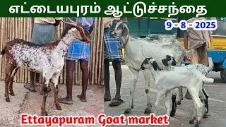9 - 8 - 2025 | எட்டையபுரம் ஆட்டுச்சந்தை | Ettayapuram Goat Market | கொடி ஆட்டுச்சந்தை 