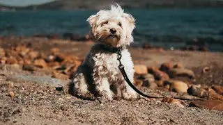 Solo Hiking With My Dog / Vandrar Höga Kusten Med Hund