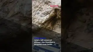 Discovery of Duonychus Tsogtbaatari: New Dinosaur with Unique Claws Unearthed