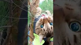 Котик забрался повыше