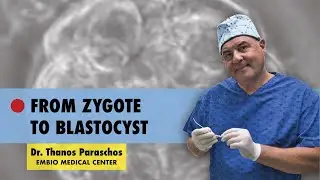 ✅ From Zygote to Blastocyst
