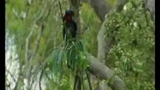 Palm Cockatoo drumming
