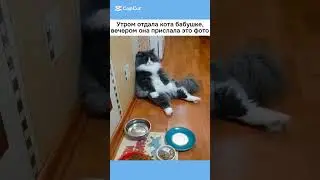 #смех #fun #funny #lustigesVideo # #прикол #смешно #юмор