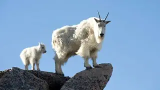 MOUNTAIN GOATS: Survival At Altitude