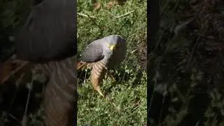 Panama - rich in bird species! #shorts #biodiversity #naturedocumentary #wildlife #birds #nature