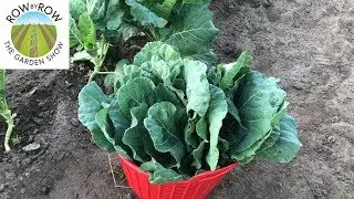 The Most Cold-Tolerant Crops for Your Vegetable Garden