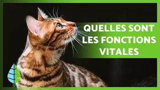FONCTIONS VITALES des &Ecirc;TRES VIVANTS 🐻🌸 (NUTRITION, RELATION, REPRODUCTION)