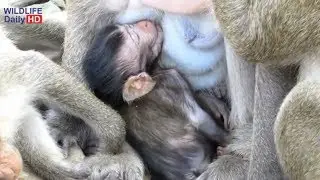Daniela Baby Monkey Happy Get Milk Drink Until Sleep, So Pity Baby Monkey