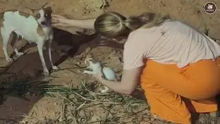 Собака-мать, отказываясь доверять человеку, плачет, потому что ей было безопасно видеть своих щенков