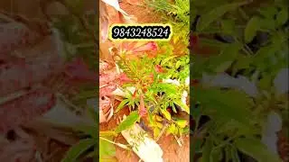 trending song trending plant #docama #rose #multicolour#water#tamil#insta#hero