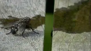 Dambordvlieg of grijze vleesvlieg