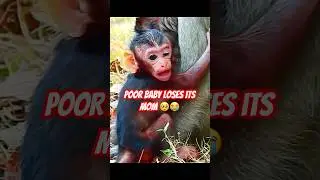 Poor Baby Monkey loses its mom 🥺😭