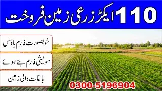 110 Acre Agriculture Land For Sale in Punjab Pakistan | Best Land Investment Opportunity