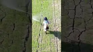 Drone aerial view Thai farmer spraying fertilizer on a rice field