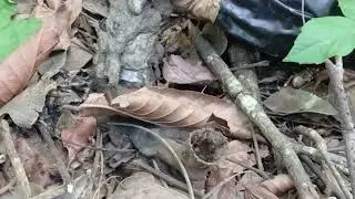 Vejam galerinha isca capitura da com abelhas cen feram 