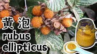 rubus, ellipticus raspberry jam【EN CN】黄泡 黄树莓 云南野果 果酱