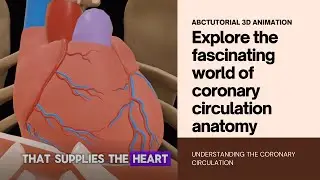 Anatomy of the Coronary Circulation | Animated Tutorial