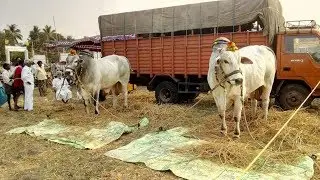 2018-Tenali ongole bull race-(సబ్ జూనియర్స్)బుర్రముక్క వెంకట్ రెడ్డి మెమోరియల్,తాడేపల్లి,-3646 feet