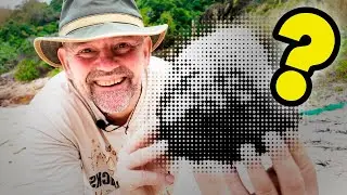 Ugh... What is that?! Tracking animals in Hongkong