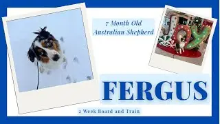 Best Dog Training in Chicago! 7 Month Old Australian Shepherd, Fergus!