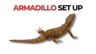 Building a Bioactive Enclosure for an Armadillo Lizard