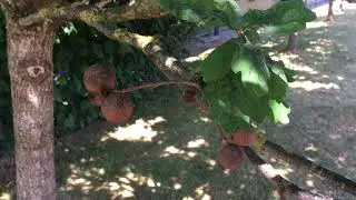 English Oak (Quercus robur) - galls - June 2018