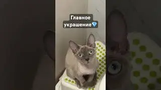 Наш бриллиант #кошка #красивая #cat #kitten #meow #котёнок #котяра #котята #прикол #юмор #котик #мяу
