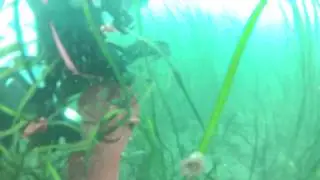Testing a New Marine Acoustic Tag System: Scouting Mount Locations