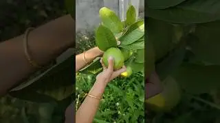 എന്താ മണം പേരക്കാക് 😋🤤🤗 #guava #fruit #love 🥰❤️ #beautifulnature #shorts #youtubeshorts