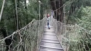 Lolegaon canopy walk....