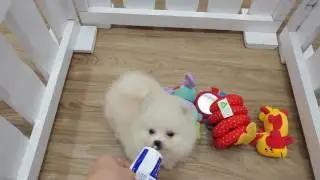 white pomeranian dog - pearl, coco, ocean - 2