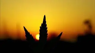 Ganja white night - Wobble buds