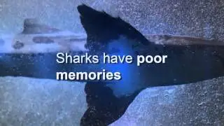 Matter of Fact - Shark Memory