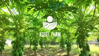 パパイヤ スーパー酵母｜KOSEIFARM｜KOSEI PLANNING｜