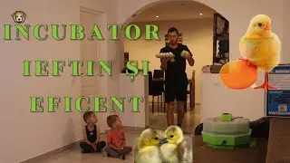 🐣 Ouă la incubat / Cum le punem și Ce Recomand /