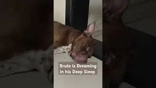 Pitbull Dog Dreaming in Deep Sleep