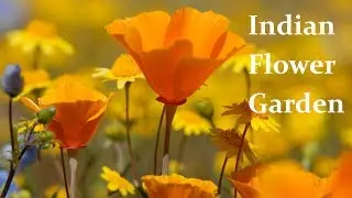 Indian Wild Flower Garden at Home